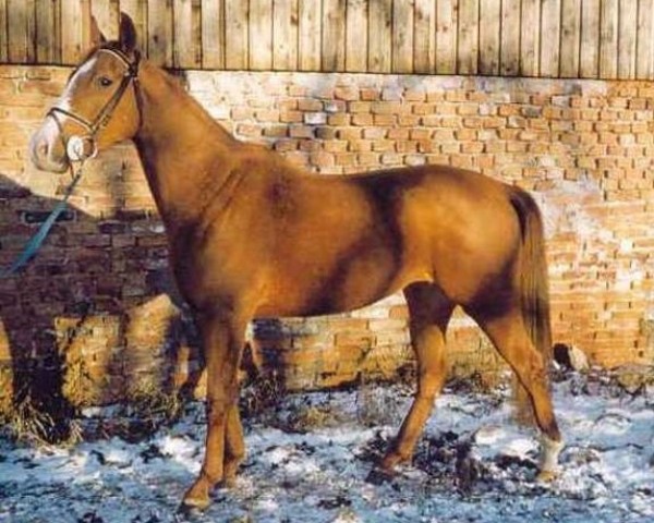 horse Naomi (Czech Warmblood, 2000, from Mineral)