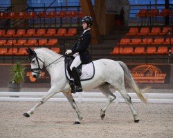 Zuchtstute Butterfly Dew Drop (Belgium Sporthorse, 2007, von Florencio I)