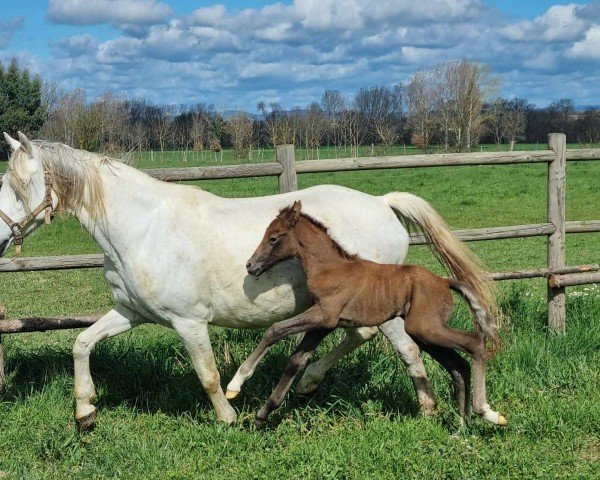 foal by ORIGAMI LE COURTAL MT (German Riding Pony, 2024, from FS Next Diamond)