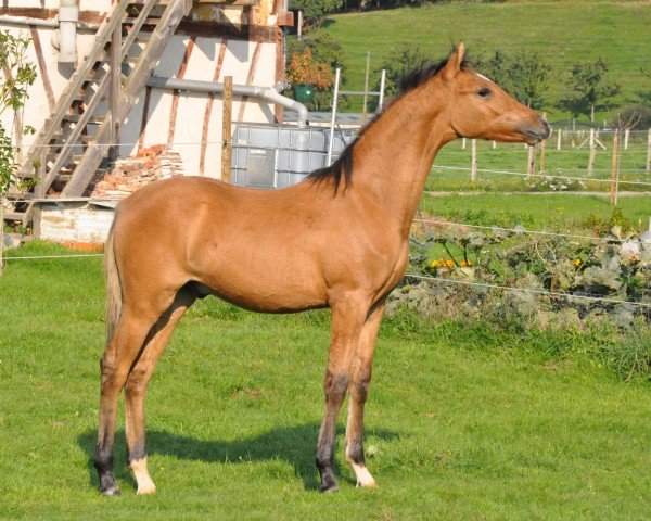 dressage horse BAILEY'S ALIZAY (German Riding Pony, 2011, from FS Champion de Luxe)