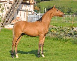 Dressurpferd Bailey's Alizay (Deutsches Reitpony, 2011, von FS Champion de Luxe)