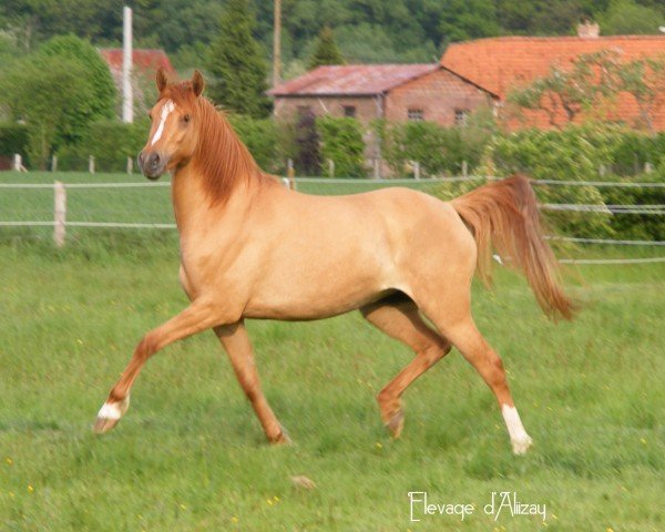 broodmare Scarlett des Bourdons (German Riding Pony, 2006, from FS Ganzer Mann)