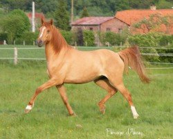 Zuchtstute Scarlett des Bourdons (Deutsches Reitpony, 2006, von FS Ganzer Mann)