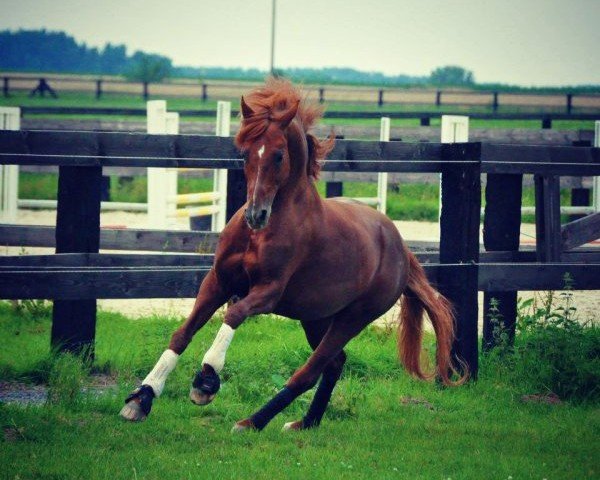 horse FS Ganzer Mann (German Riding Pony, 1998, from FS Golden Moonlight)