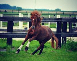 Pferd FS Ganzer Mann (Deutsches Reitpony, 1998, von FS Golden Moonlight)