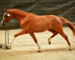 dressage horse Let It Be MT (German Riding Pony, 2021, from Cooper County WE)