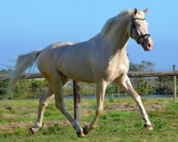 stallion Amor CZ (Czech Warmblood, 2005, from Mistral)