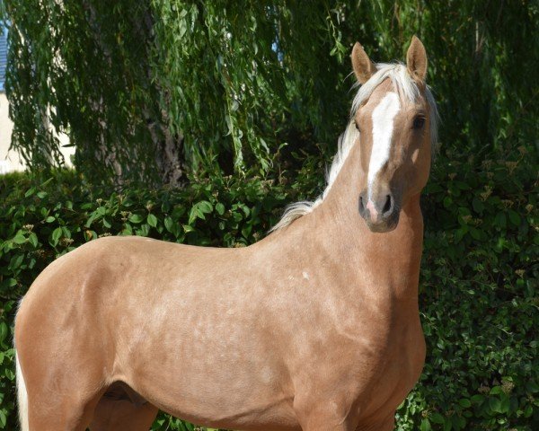 dressage horse Limoncello Gold MT (German Riding Pony, 2021, from D-Gold AT NRW)