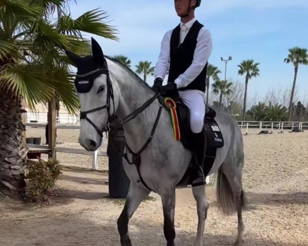 Springpferd Noorderwinde N.s. (KWPN (Niederländisches Warmblut), 2018, von Chacco Me Biolley)