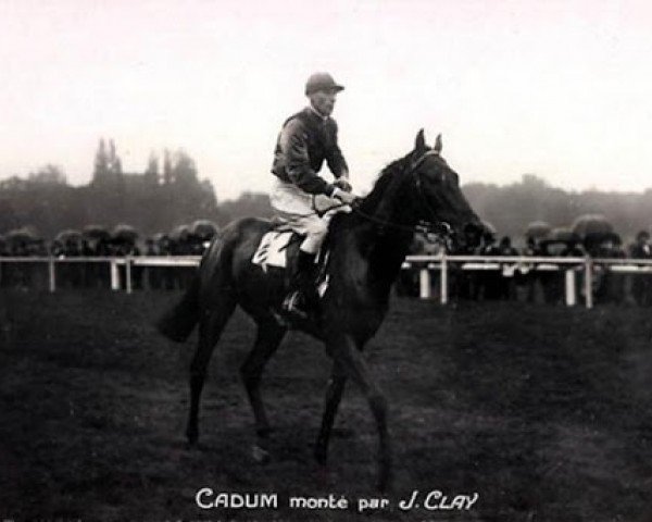 stallion Cadum xx (Thoroughbred, 1921, from Sans Souci II xx)