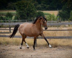 broodmare Kastanienhof Dipsy Delight (German Riding Pony, 2017, from Dating At NRW)