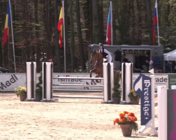 Reitturnier Ranshofen - Braunau am Inn 2024