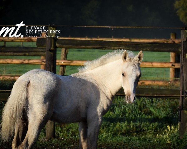 dressage horse Mont Blanc Delight MT (German Riding Pony, 2022, from D-Gold AT NRW)