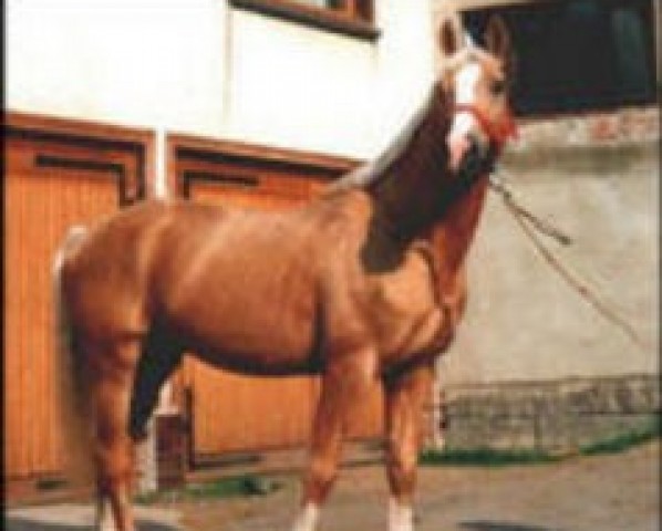 Zuchtstute Myjava (Tschechisches Warmblut, 1977, von Marin lipsky)