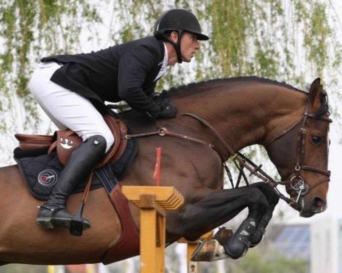 stallion Etoile M (Belgian Warmblood, 2004, from Toulon)