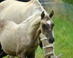 dressage horse Lady Cosmo Endhil MT (German Riding Pony, 2021, from Cosmo Callidus NRW)