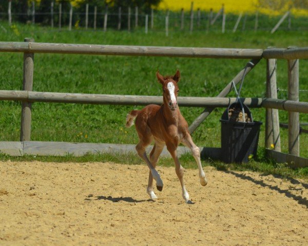 dressage horse Nutsy Minx Endhil MT (German Riding Pony, 2023, from Fs Numero Uno)