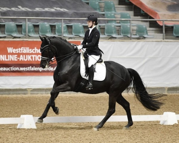 dressage horse Zick Zack 8 (German Sport Horse, 2015, from Zansibar)