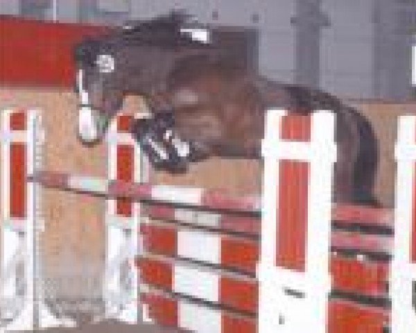 Pferd Domino (Welsh Mountain Pony (Sek.A), 1994, von Hunnenhoek's Daimler)