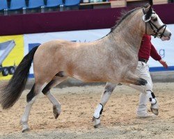 horse Embers Dun Alreet (Welsh-Cob (Sek. C), 2016, from Embers Rocknrolla)