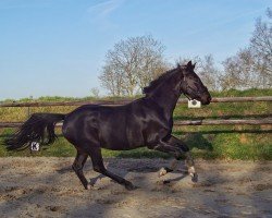 dressage horse Solera (Oldenburg, 2020, from Sandro Hit)