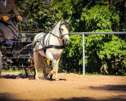 stallion Enomis His Highness Hail (Welsh mountain pony (SEK.A), 2013, from Elferink's Hamad)