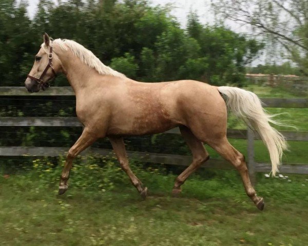 horse Welt Gold GES (Oldenburg, 2012, from Weltmeyer)