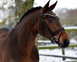 dressage horse Danzadur H (Oldenburg, 2019, from Danzador)