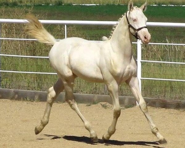 Pferd Symphony GES (Tschechisches Warmblut, 2011, von Sagar)