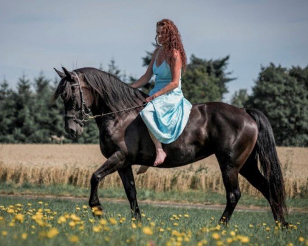 Zuchtstute Alison von Eickenberg (Welsh-Cob (Sek. D),  , von Bocksbühl Blackness)