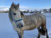 jumper Fairview Daisy Deluxe (Connemara Pony, 2014)