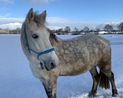 Springpferd Fairview Daisy Deluxe (Connemara-Pony, 2014)