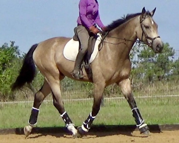 horse Rubin GES (KWPN (Royal Dutch Sporthorse), 2014, from Rubignon)