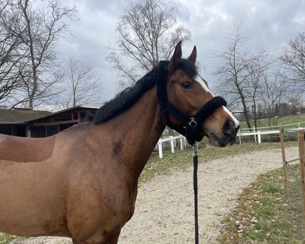 jumper Stolzenbergs Skyla (Hanoverian, 2016, from Stolzenberg)