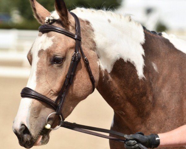 Pferd Prom Dress GES (Tschechisches Warmblut, 2016, von Pallido Blu CF)