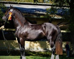 stallion MBS Royal Flash (Welsh-Cob (Sek. D), 2016, from Glantraeth The Dominator)