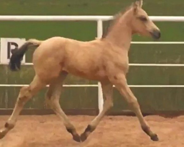 Pferd Pandora GES (KWPN (Niederländisches Warmblut), 2020, von Sir Sinclair)