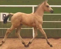 horse Pandora GES (KWPN (Royal Dutch Sporthorse), 2020, from Sir Sinclair)