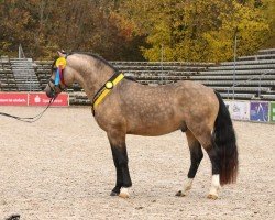 horse Grafental Pan (Welsh-Cob (Sek. D), 2020, from Epona Pimur)