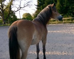 Pferd Odyn (Haflinger-Mix, 2014, von Hero)