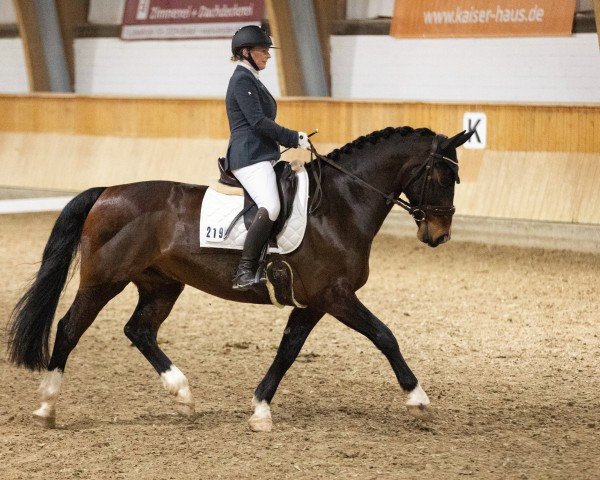 dressage horse Elias (Sachs-door. Heavy Warmbl., 2014, from Ellington)