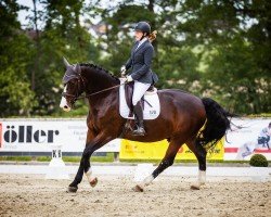 horse Levin 36 (Sachs-door. Heavy Warmbl., 2014, from Lexter *)