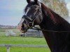 dressage horse Flame of Fame (Hanoverian, 2015, from Fürst Belissaro)