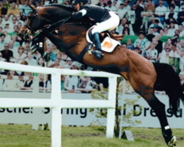 stallion Concetto (Danish Warmblood, 1989, from Caletto I)