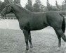 stallion Odin de la Cense (Selle Français, 1980, from Hidalgo de Riou)