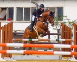 jumper Cassius 91 (Oldenburg show jumper, 2012, from Chee von Faelz)