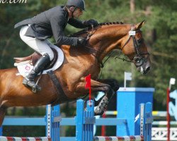 stallion Looping D'Elle (Selle Français, 1999, from Carthago)