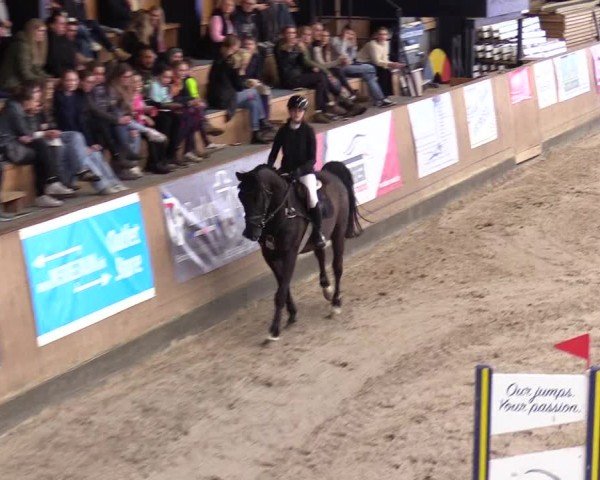 Reitturnier Niebüll - Jumping Team Nord 2024