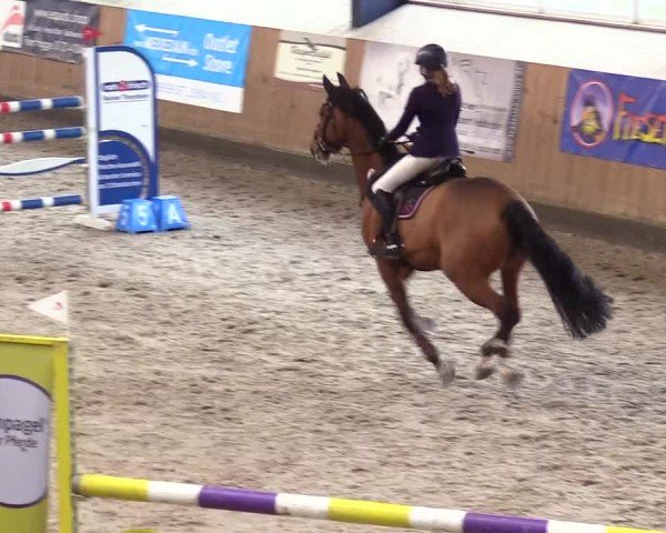 Reitturnier Niebüll - Jumping Team Nord 2024