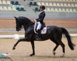 dressage horse Gut Wettlkam's Zonik Hit OLD (Oldenburg, 2013, from Zonik)